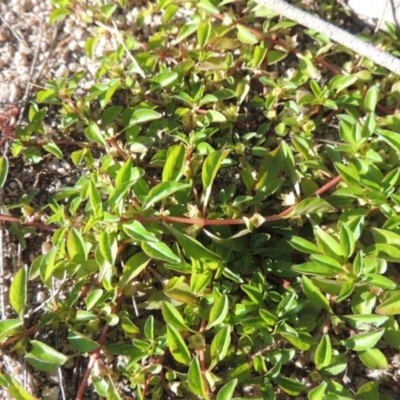 Ludwigia palustris (Marsh Purslane) at Greenway, ACT - 22 Feb 2017 by MichaelBedingfield