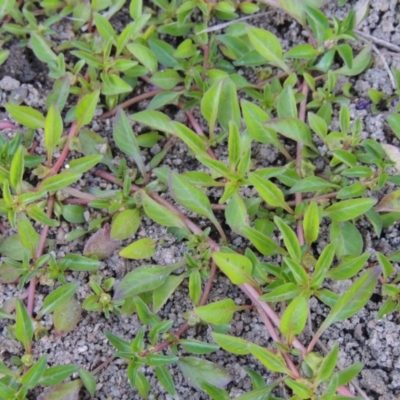 Ludwigia palustris (Marsh Purslane) at Paddys River, ACT - 26 Feb 2017 by michaelb