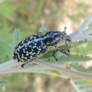 Chrysolopus spectabilis at Paddys River, ACT - 26 Feb 2017