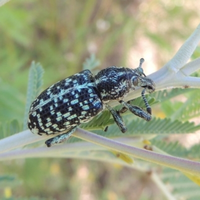 Chrysolopus spectabilis (Botany Bay Weevil) at Paddys River, ACT - 26 Feb 2017 by MichaelBedingfield