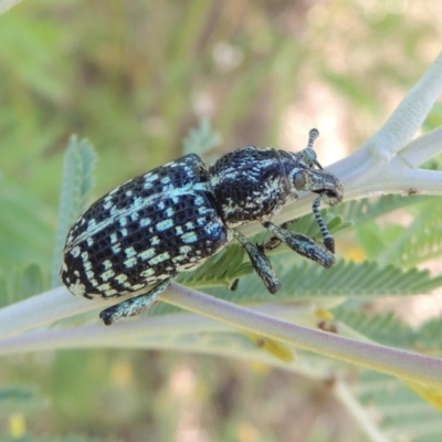 Chrysolopus spectabilis (Botany Bay Weevil) at Paddys River, ACT - 26 Feb 2017 by michaelb