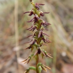 Corunastylis clivicola (Rufous midge orchid) at Aranda, ACT - 11 Mar 2017 by CathB