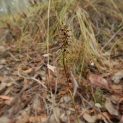 Corunastylis clivicola at Aranda, ACT - 11 Mar 2017