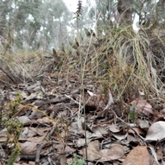 Corunastylis clivicola at Aranda, ACT - 11 Mar 2017