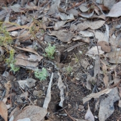 Corunastylis clivicola at Aranda, ACT - 11 Mar 2017