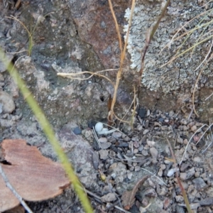 Corunastylis cornuta at Aranda, ACT - suppressed