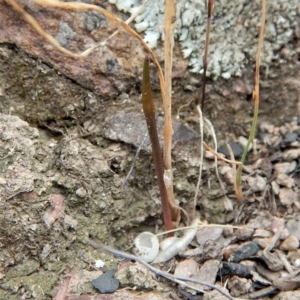 Corunastylis cornuta at Aranda, ACT - 11 Mar 2017