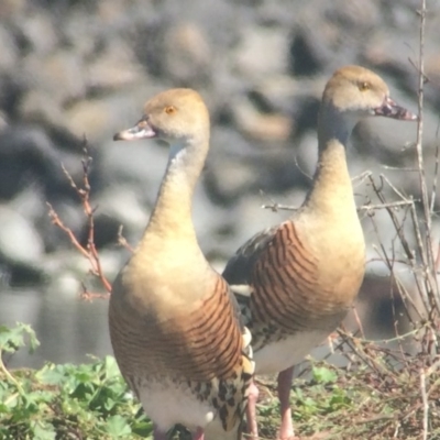 Dendrocygna eytoni (Plumed Whistling-Duck) at Bungendore, NSW - 11 Mar 2017 by davidmcdonald