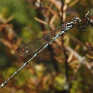 Austrolestes leda at Wanniassa, ACT - 11 Mar 2017