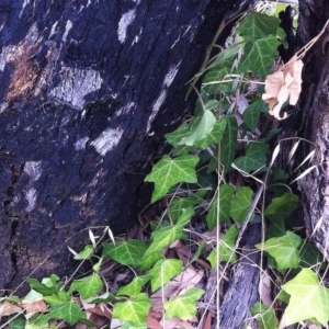 Hedera sp. (helix or hibernica) at Hughes Garran Woodland - 1 Mar 2017 09:09 AM