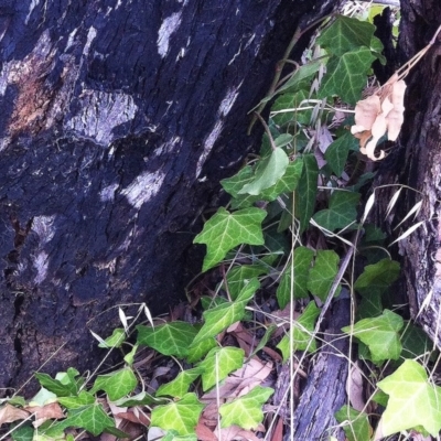 Hedera helix (Ivy) at Red Hill to Yarralumla Creek - 28 Feb 2017 by ruthkerruish