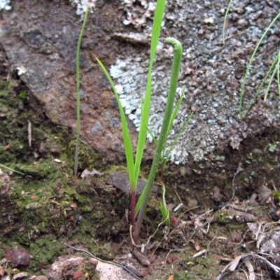 Corunastylis cornuta (Horned Midge Orchid) at Aranda, ACT - 7 Oct 2016 by CathB