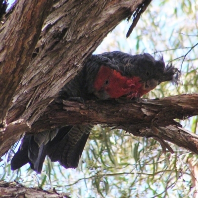 Callocephalon fimbriatum (Gang-gang Cockatoo) at Kambah, ACT - 11 Mar 2017 by MatthewFrawley