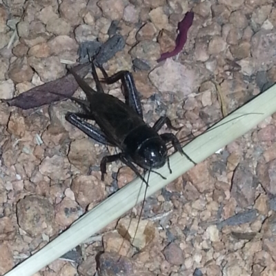 Teleogryllus commodus (Black Field Cricket) at Tuggeranong Homestead A.C.T. - 11 Mar 2017 by MatthewFrawley