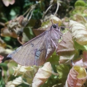 Oenochroma vinaria at Richardson, ACT - 11 Mar 2017 09:38 PM