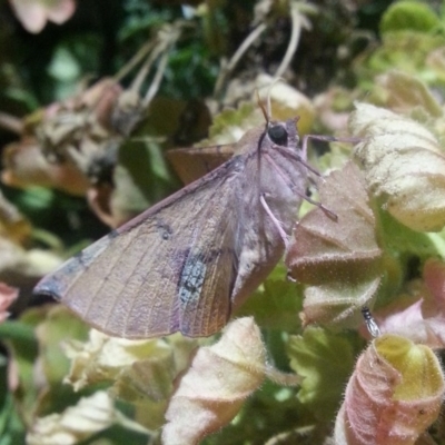 Oenochroma vinaria (Pink-bellied Moth, Hakea Wine Moth) at Tuggeranong Homestead A.C.T. - 11 Mar 2017 by MatthewFrawley