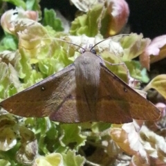 Oenochroma vinaria at Richardson, ACT - 11 Mar 2017