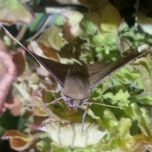 Oenochroma vinaria at Richardson, ACT - 11 Mar 2017 09:38 PM