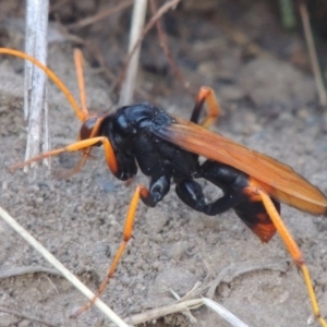 Cryptocheilus bicolor at Paddys River, ACT - 11 Mar 2017 07:03 PM