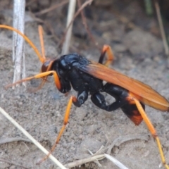Cryptocheilus bicolor (Orange Spider Wasp) at Paddys River, ACT - 11 Mar 2017 by michaelb