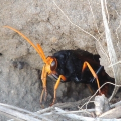 Cryptocheilus bicolor at Paddys River, ACT - 11 Mar 2017