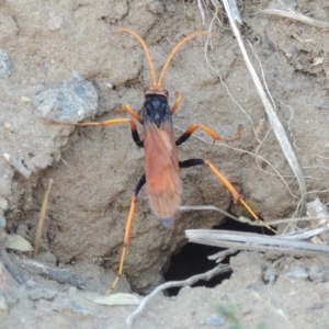 Cryptocheilus bicolor at Paddys River, ACT - 11 Mar 2017