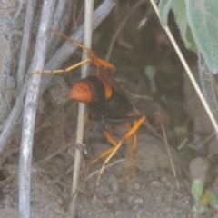 Cryptocheilus bicolor at Paddys River, ACT - 11 Mar 2017 07:03 PM