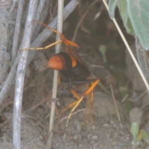 Cryptocheilus bicolor at Paddys River, ACT - 11 Mar 2017 07:03 PM