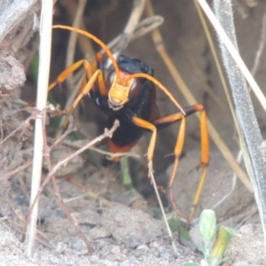 Cryptocheilus bicolor at Paddys River, ACT - 11 Mar 2017