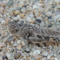 Peakesia hospita (Common Peakesia Grasshopper) at Tharwa, ACT - 11 Mar 2017 by MichaelBedingfield