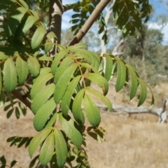 Sorbus domestica (Service Tree) at Symonston, ACT - 12 Mar 2017 by Mike