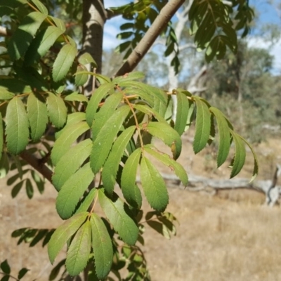 Sorbus domestica (Service Tree) at Mount Mugga Mugga - 11 Mar 2017 by Mike