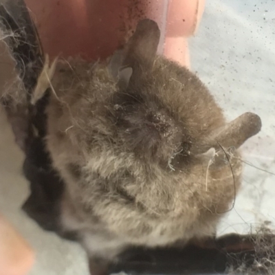 Vespadelus sp. (genus) (A vesper forest bat) at QPRC LGA - 12 Mar 2017 by yellowboxwoodland