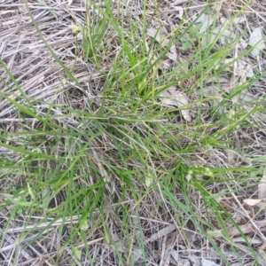 Carex inversa at Garran, ACT - 12 Oct 2016