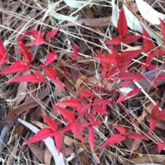 Nandina domestica (Sacred Bamboo) at Hughes Garran Woodland - 11 Mar 2017 by ruthkerruish