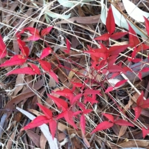 Nandina domestica at Hughes, ACT - 11 Mar 2017