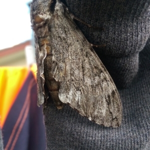 Psilogramma casuarinae at Isabella Plains, ACT - 12 Mar 2017