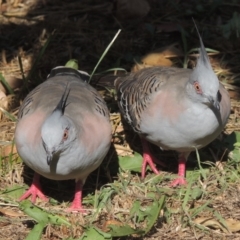 Ocyphaps lophotes (Crested Pigeon) at Tharwa, ACT - 18 Feb 2017 by MichaelBedingfield
