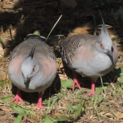 Ocyphaps lophotes (Crested Pigeon) at Tharwa, ACT - 18 Feb 2017 by michaelb