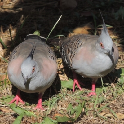 Ocyphaps lophotes (Crested Pigeon) at Tharwa, ACT - 18 Feb 2017 by MichaelBedingfield