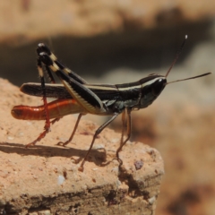 Macrotona australis (Common Macrotona Grasshopper) at Pollinator-friendly garden Conder - 17 Feb 2017 by michaelb