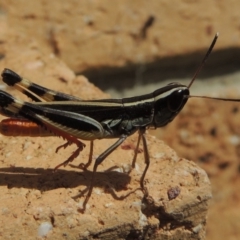 Macrotona australis at Conder, ACT - 17 Feb 2017