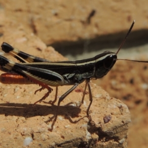 Macrotona australis at Conder, ACT - 17 Feb 2017