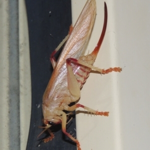 Paragryllacris sp. (genus) at Conder, ACT - 17 Feb 2017