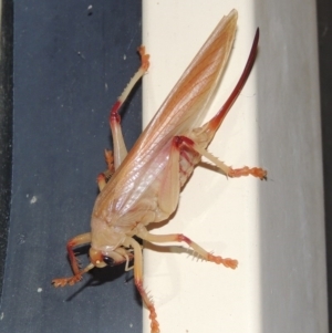 Paragryllacris sp. (genus) at Conder, ACT - 17 Feb 2017 10:41 PM