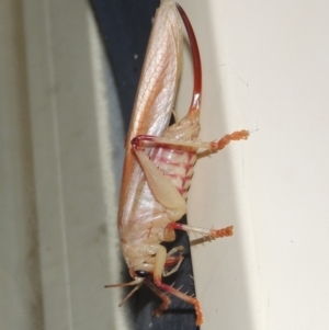 Paragryllacris sp. (genus) at Conder, ACT - 17 Feb 2017 10:41 PM