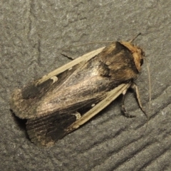 Proteuxoa tortisigna (Streaked Rictonis Moth) at Conder, ACT - 27 Feb 2017 by MichaelBedingfield