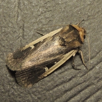 Proteuxoa tortisigna (Streaked Rictonis Moth) at Conder, ACT - 26 Feb 2017 by michaelb