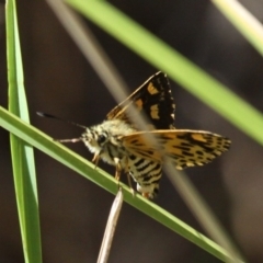 Hesperilla munionga (Alpine Sedge-Skipper) at Rendezvous Creek, ACT - 12 Mar 2017 by HarveyPerkins