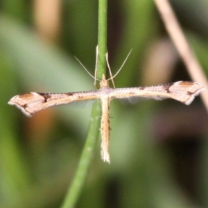 Sinpunctiptilia emissalis at Booth, ACT - 12 Mar 2017 08:52 AM